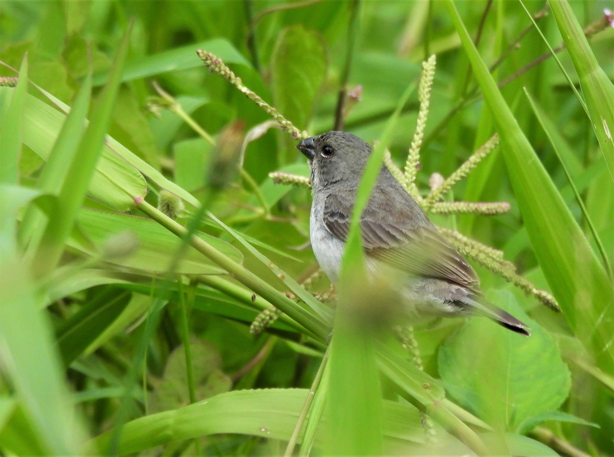 Plumbeous Seedeater - ML620313825