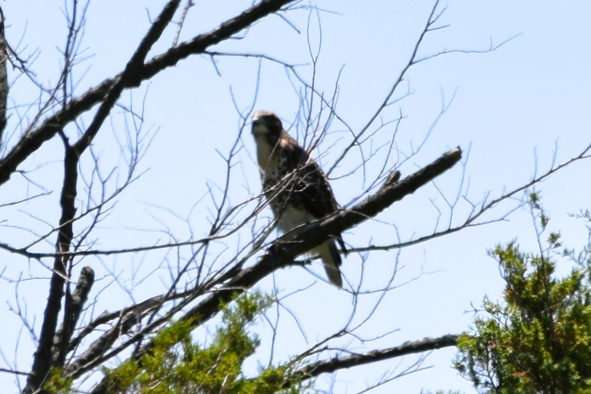 Red-tailed Hawk (borealis) - ML620313830