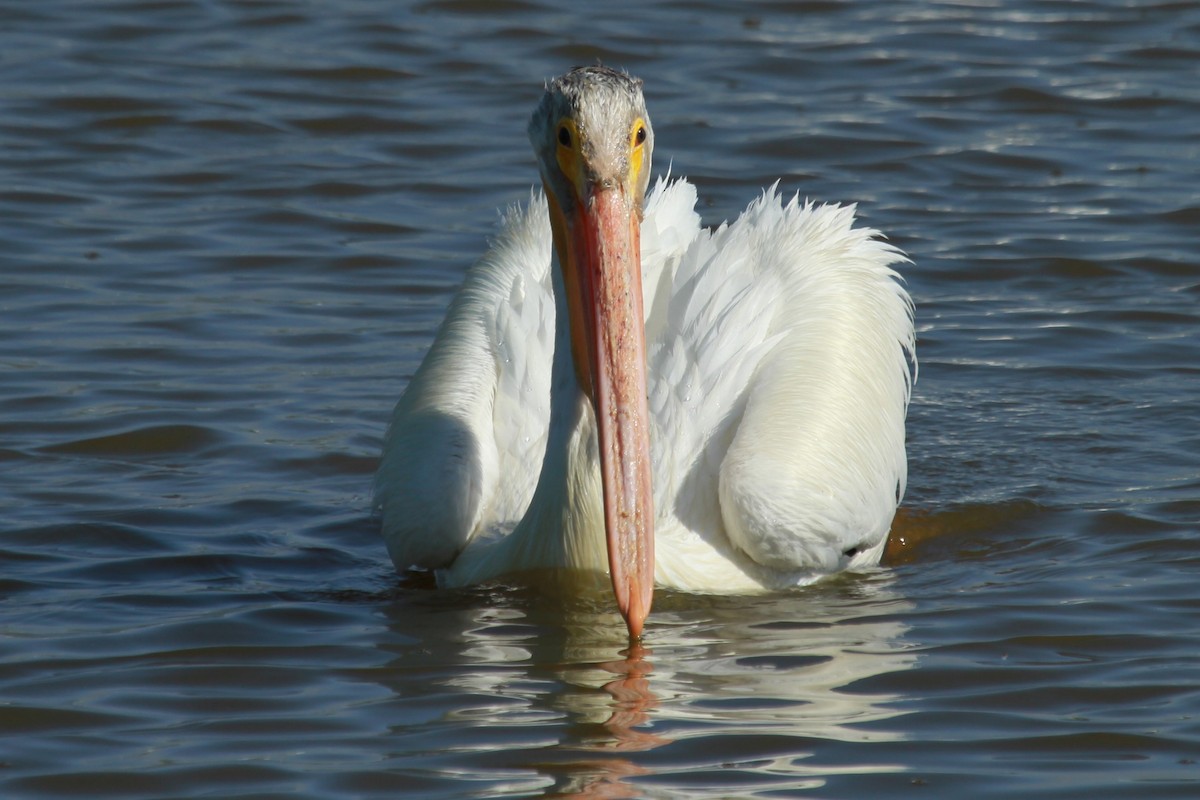 American White Pelican - ML620313832