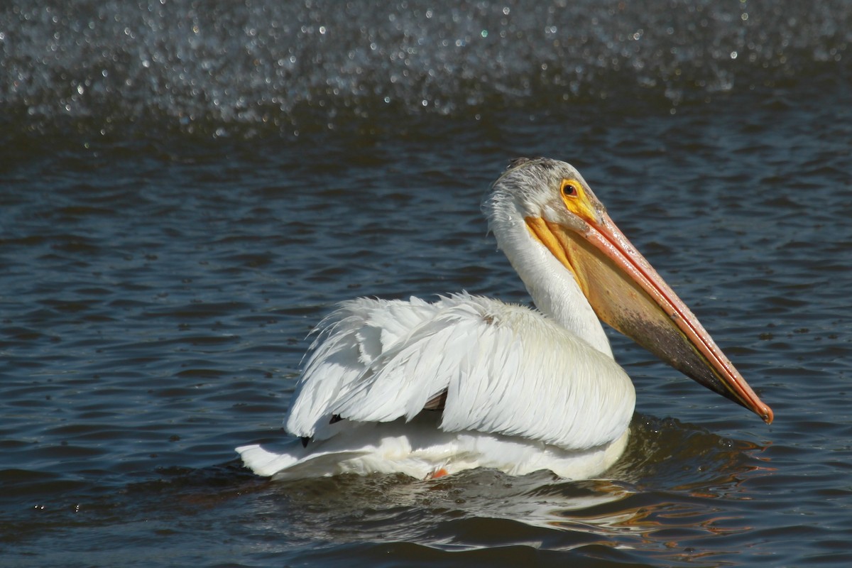 pelikán severoamerický - ML620313833