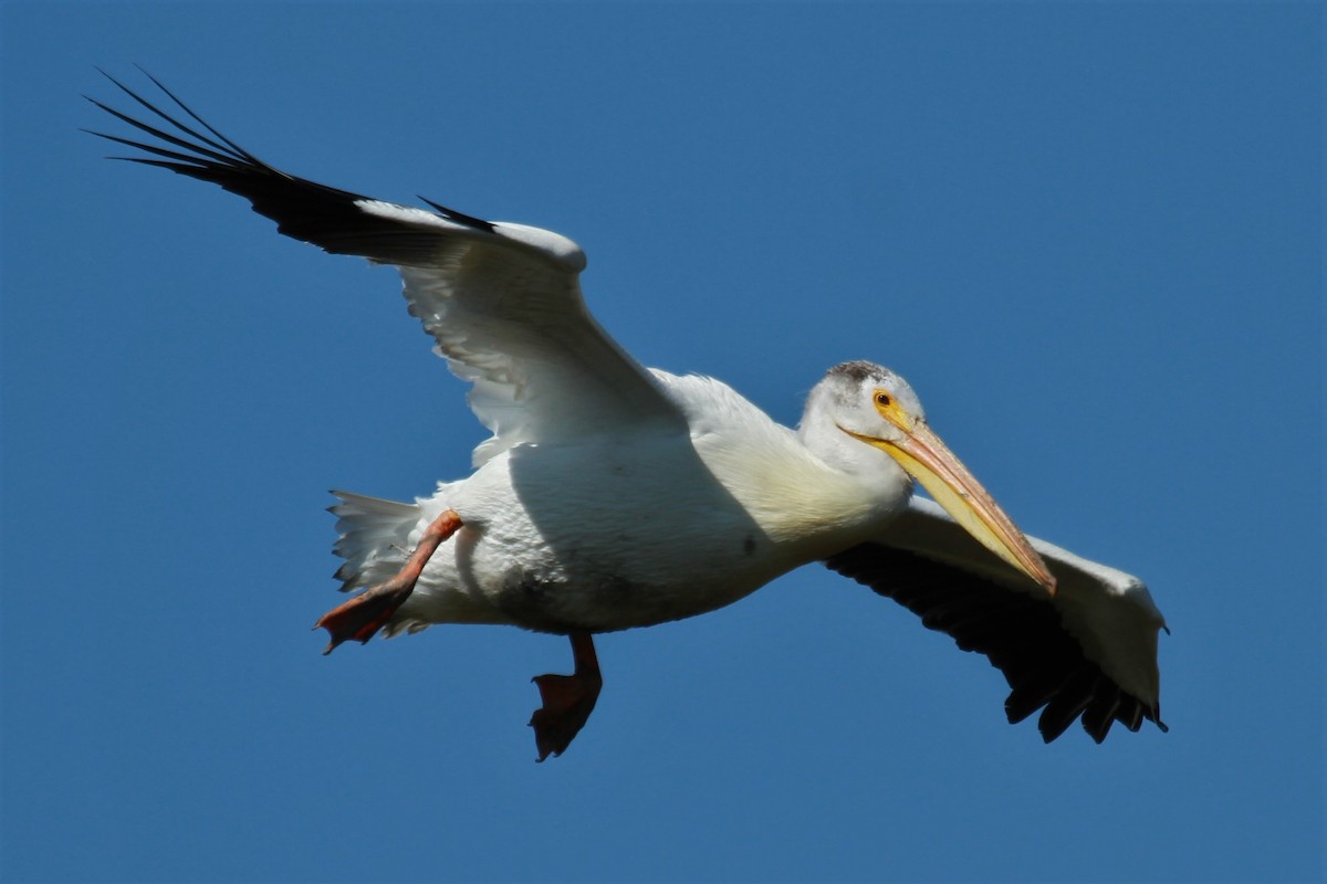 pelikán severoamerický - ML620313838