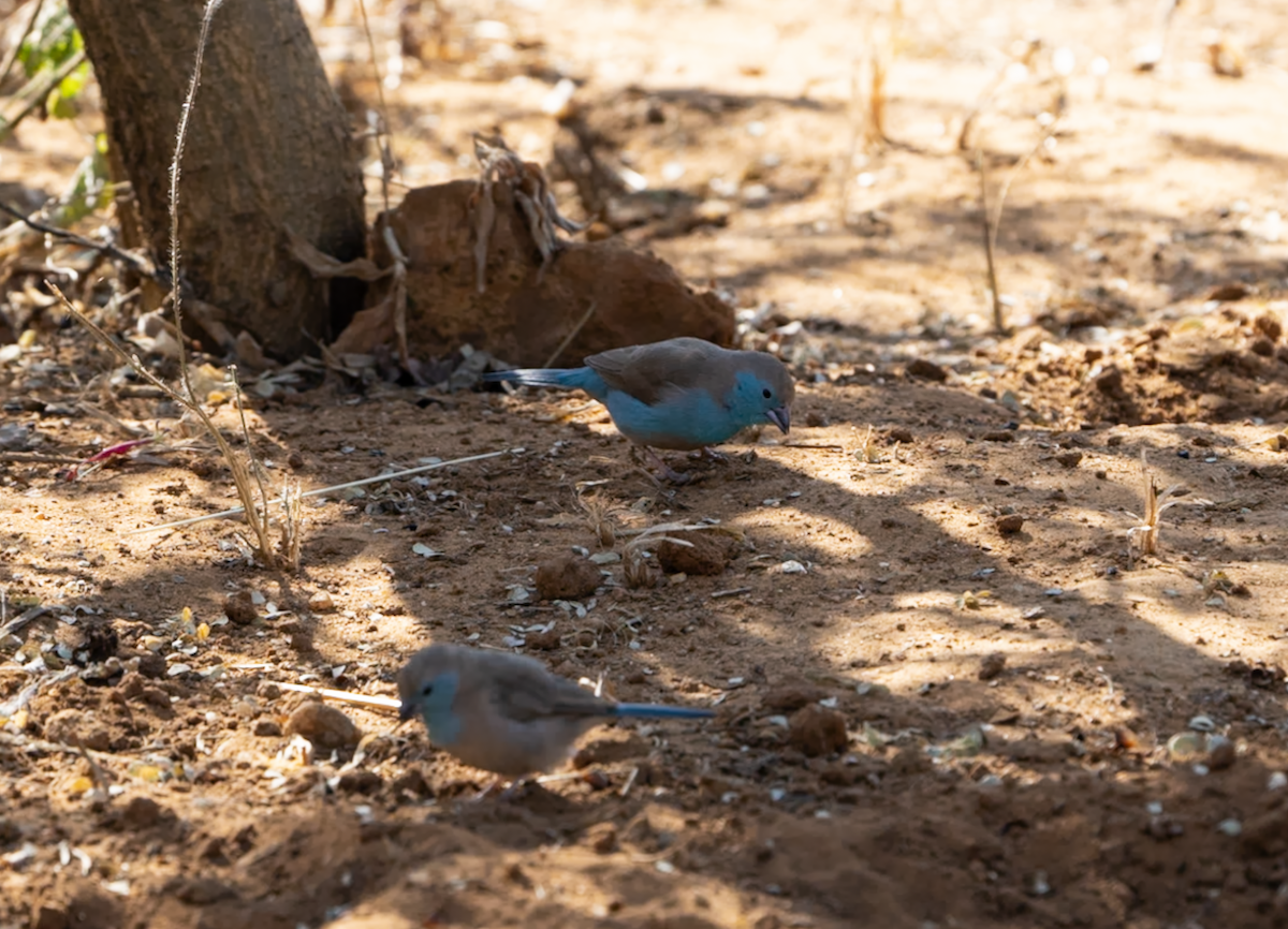 Southern Cordonbleu - ML620313847