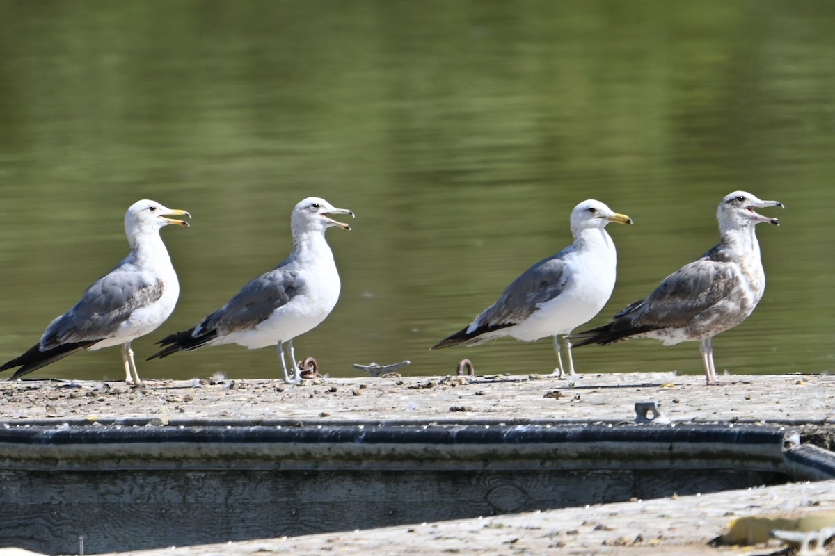 California Gull - ML620313851