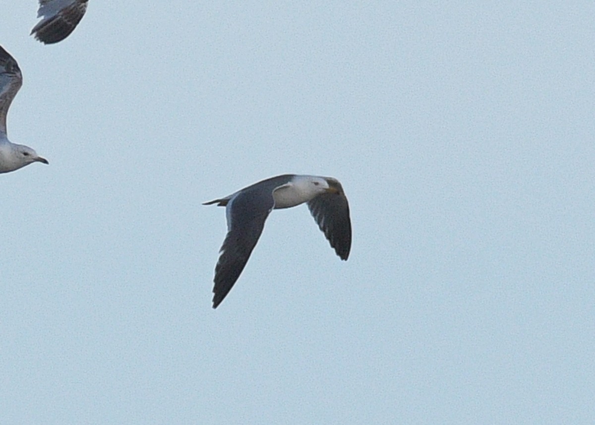 Black-tailed Gull - ML620313852