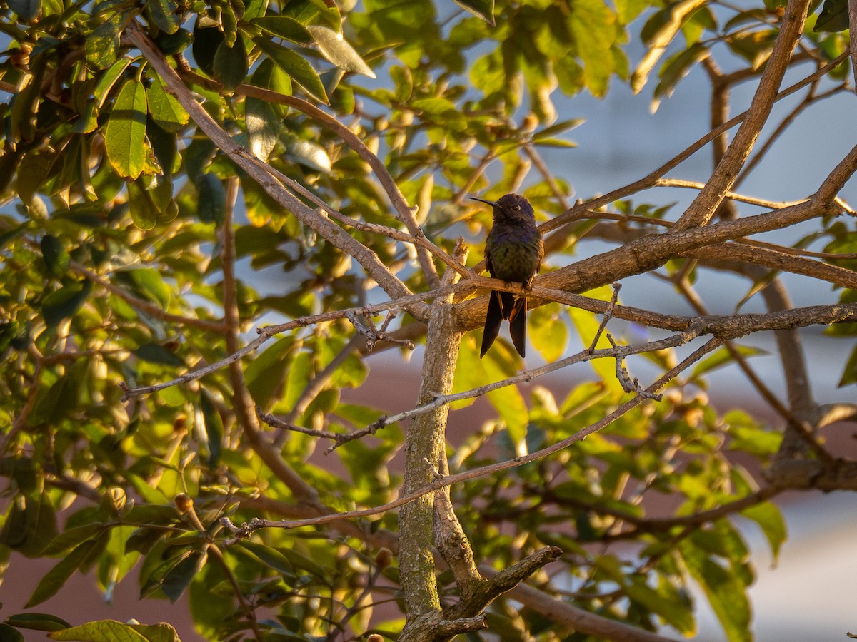 Swallow-tailed Hummingbird - ML620313854