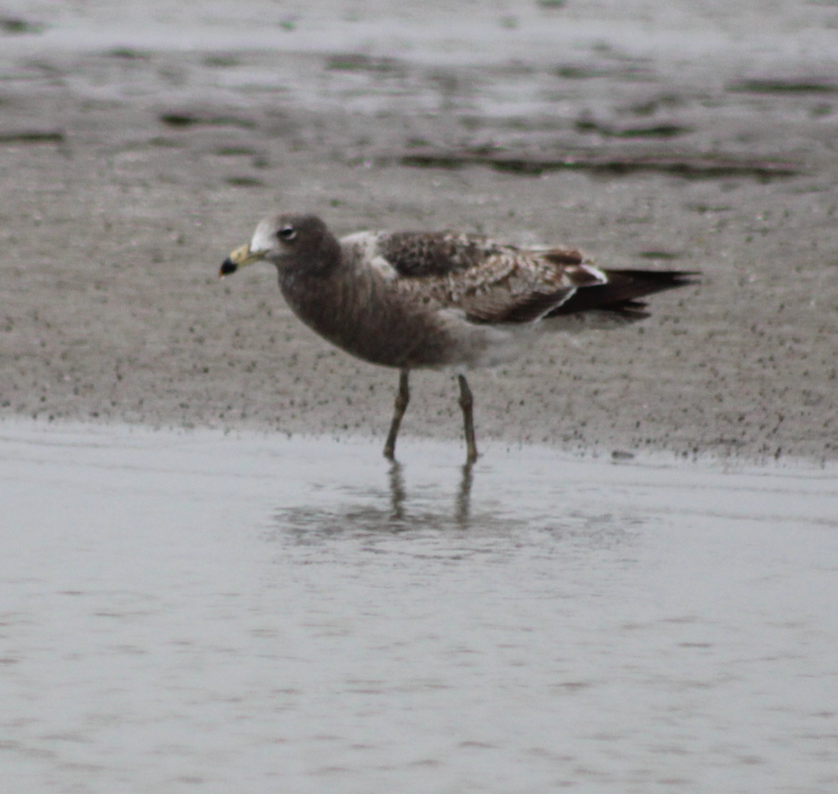 Olrog's Gull - ML620313855