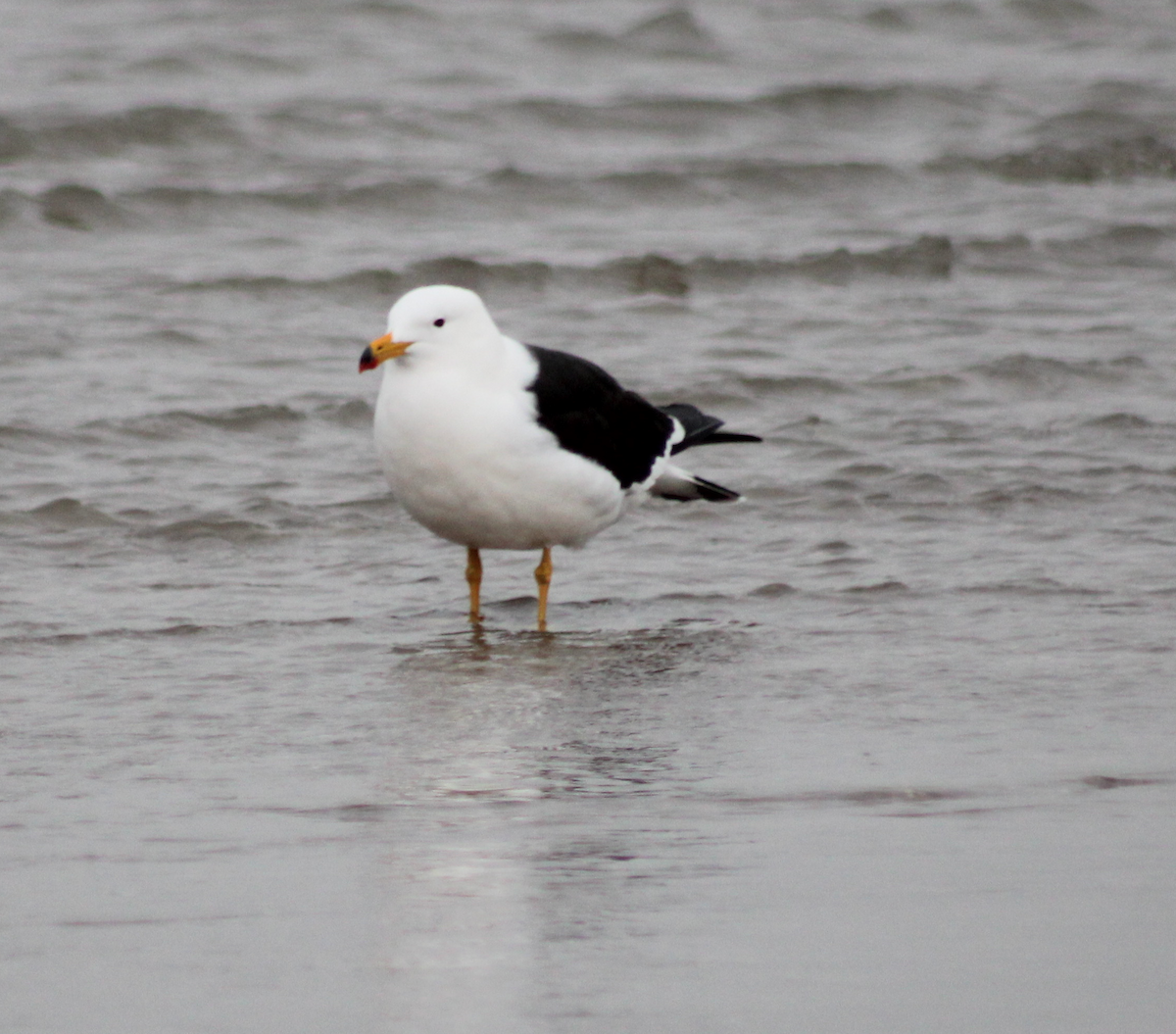 Olrog's Gull - ML620313857