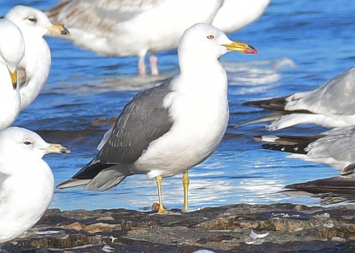 Black-tailed Gull - Janet Smigielski