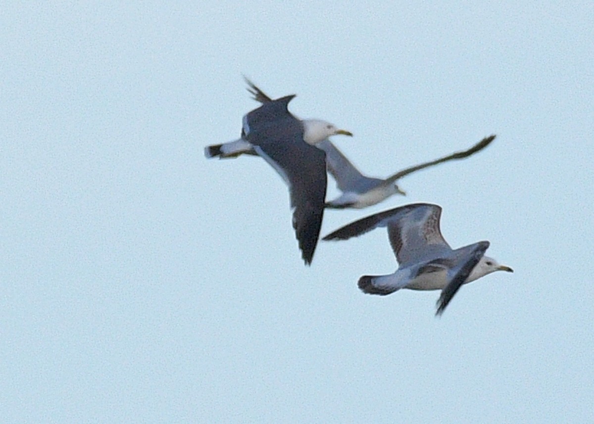 Black-tailed Gull - ML620313859