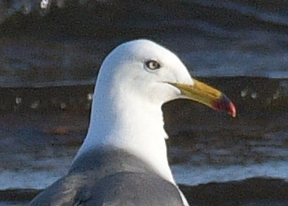 Black-tailed Gull - ML620313860