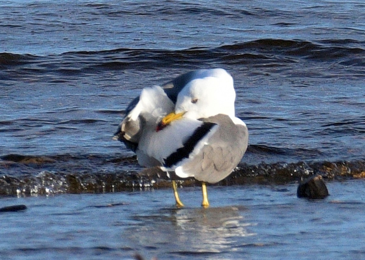 Black-tailed Gull - ML620313868