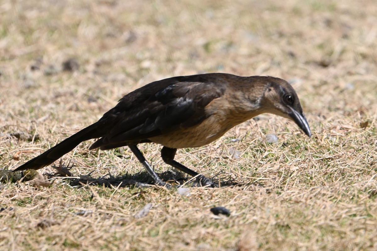 Great-tailed Grackle - ML620313871