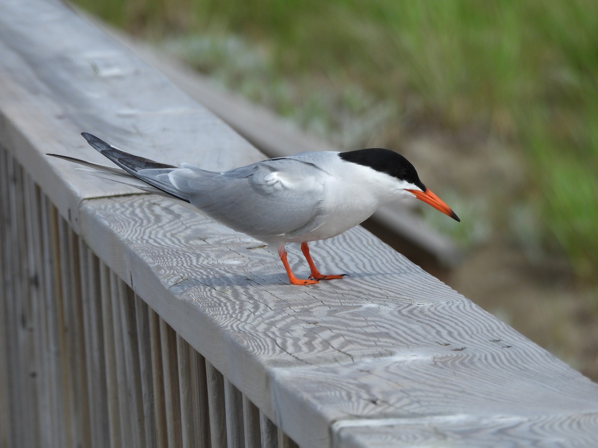 Common Tern - ML620313872