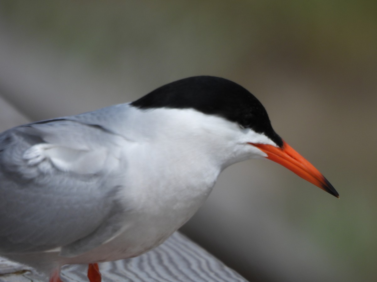 Common Tern - Evan Houlding