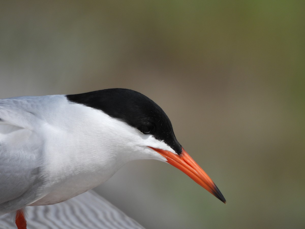 Common Tern - ML620313874