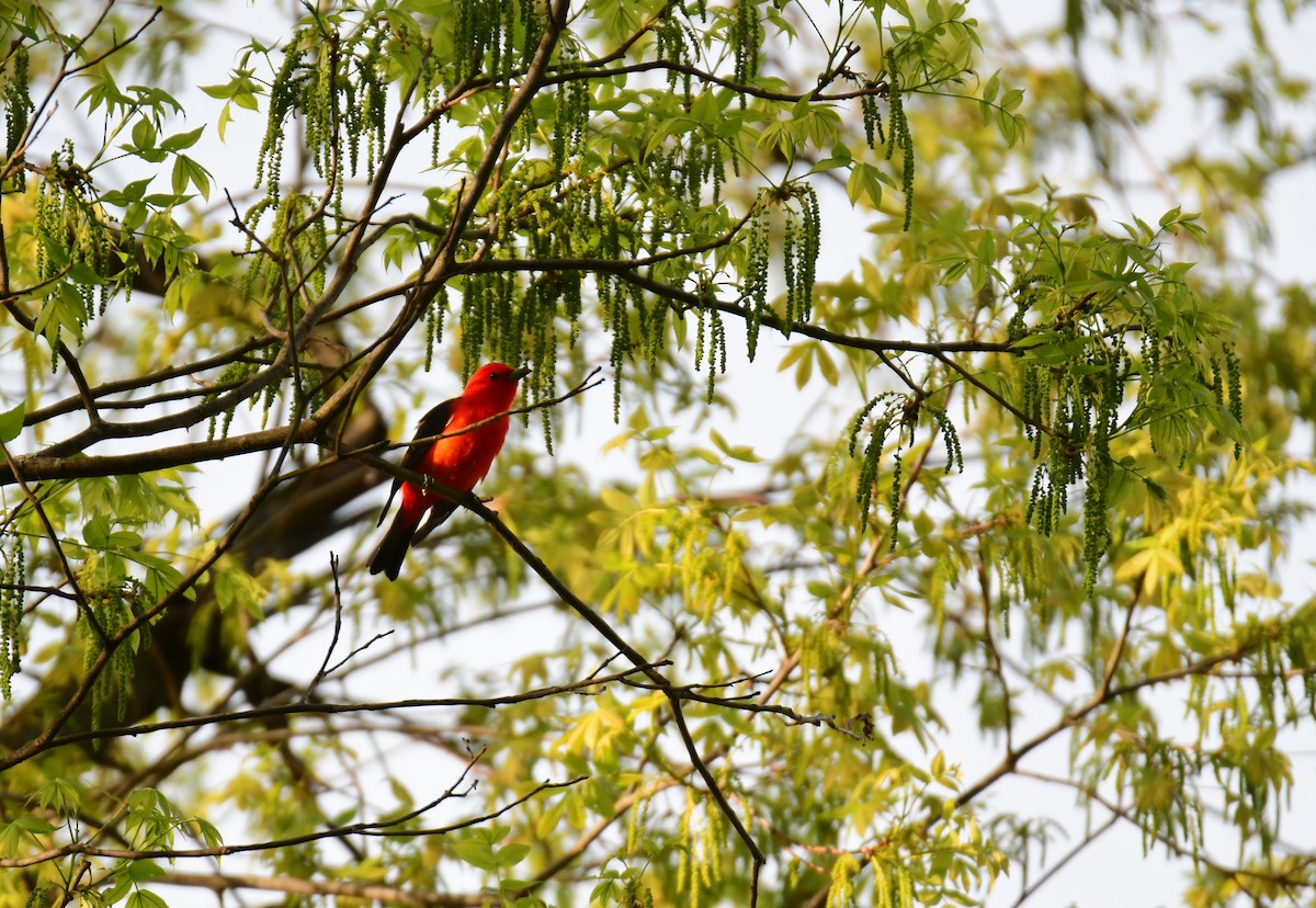 Scarlet Tanager - ML620313875