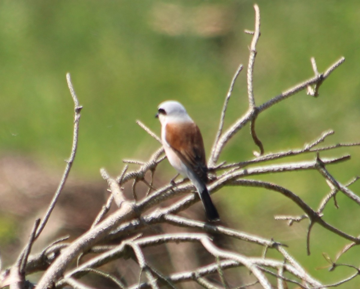 Red-backed Shrike - ML620313881