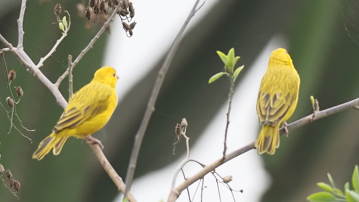 Saffron Finch - ML620313884