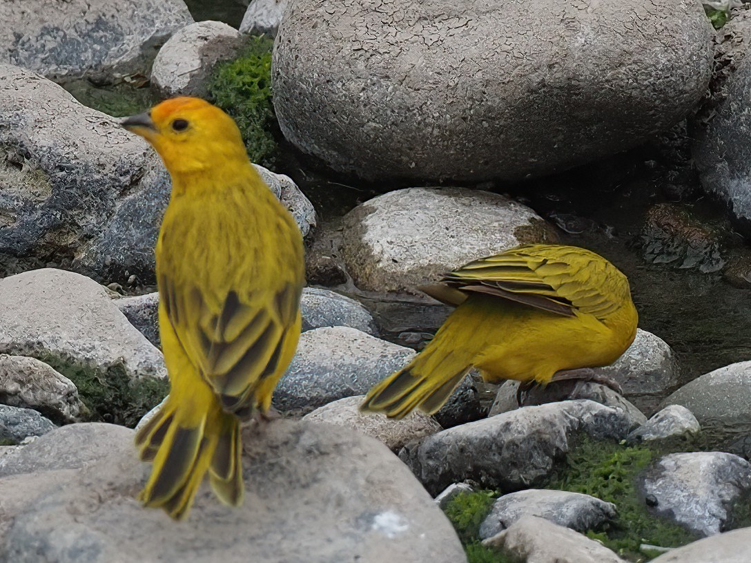 Saffron Finch - ML620313885