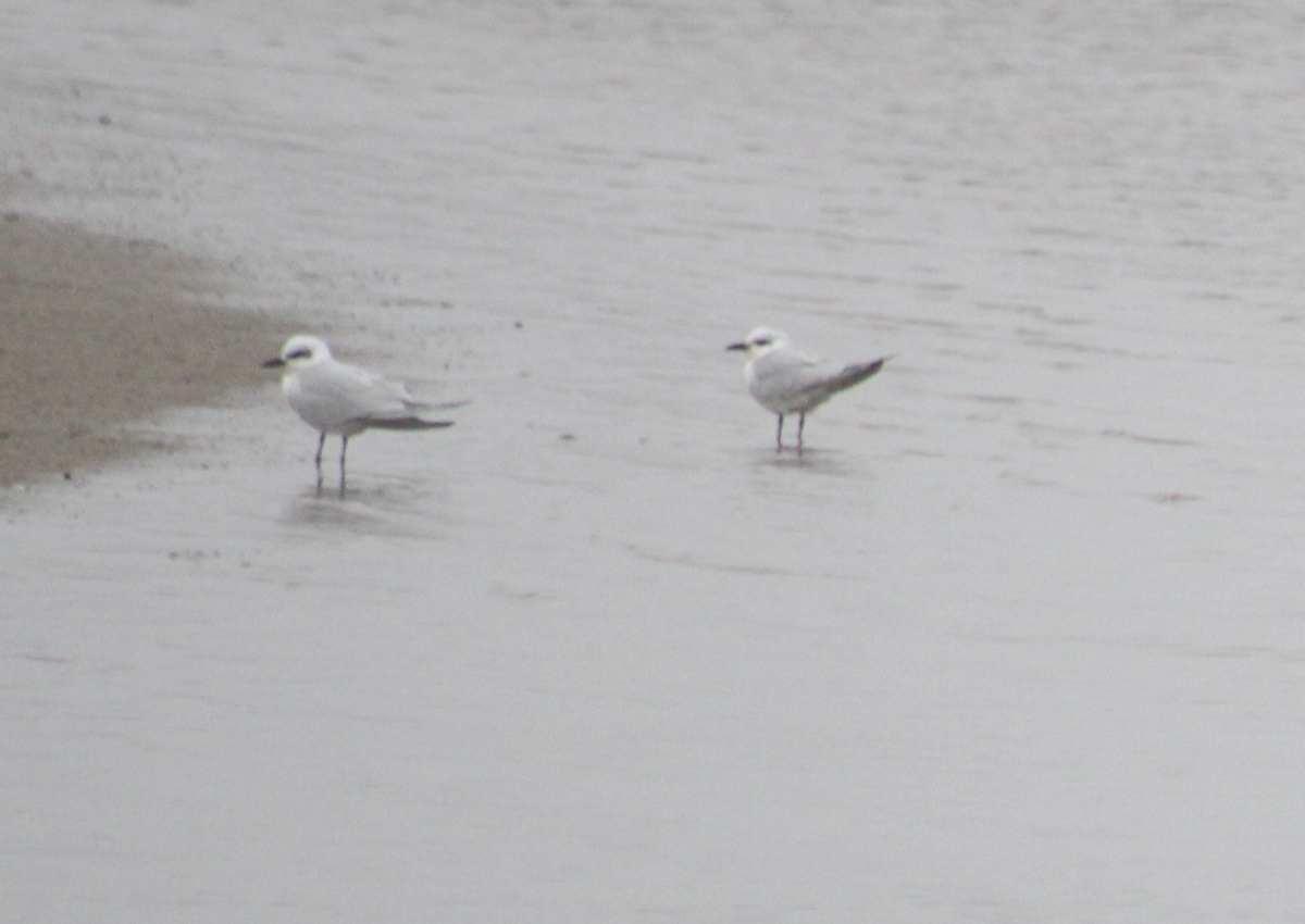 Snowy-crowned Tern - ML620313892