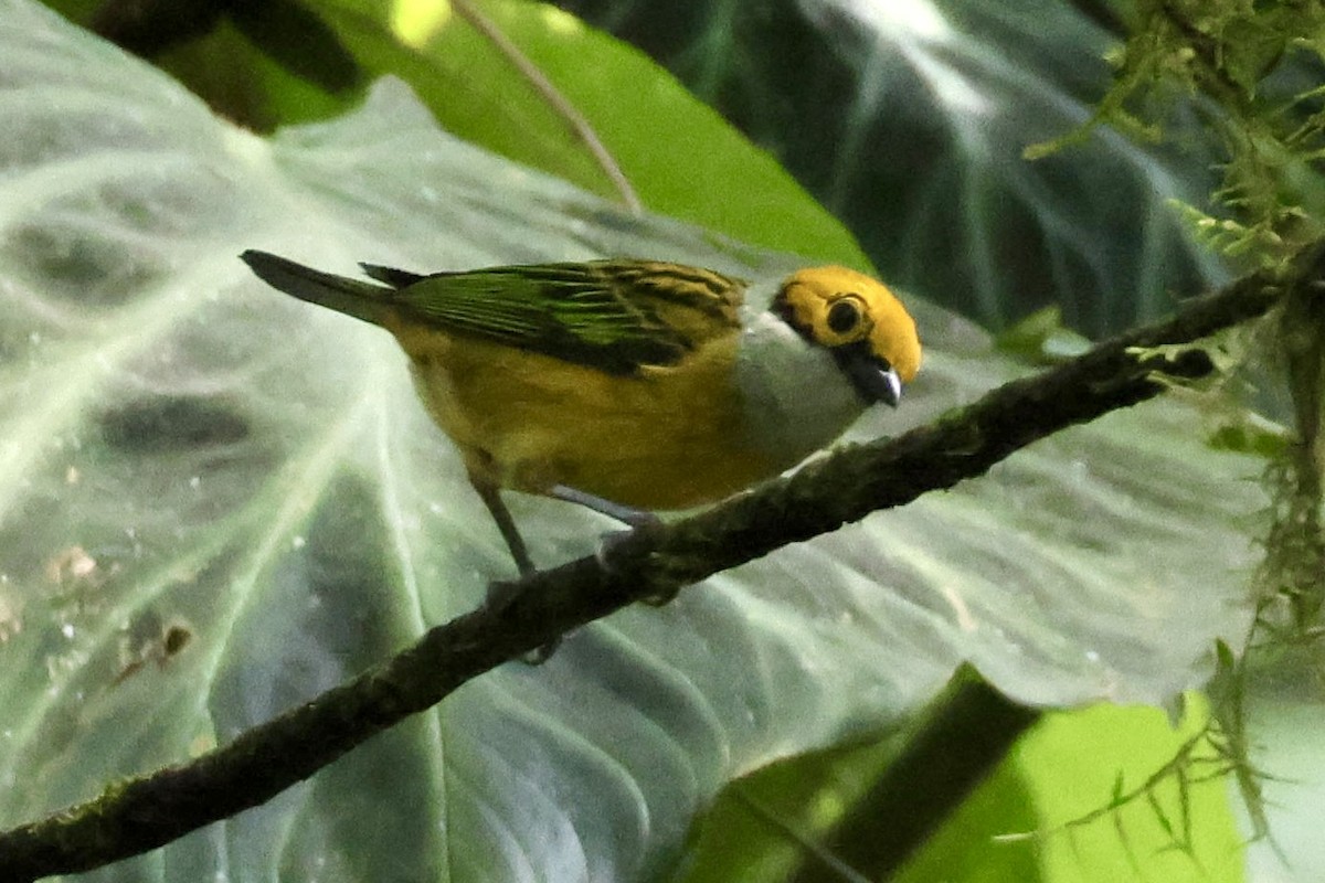 Silver-throated Tanager - ML620313895