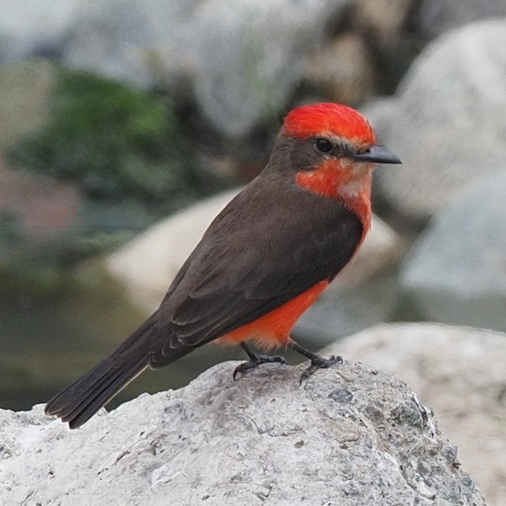 Vermilion Flycatcher - ML620313898