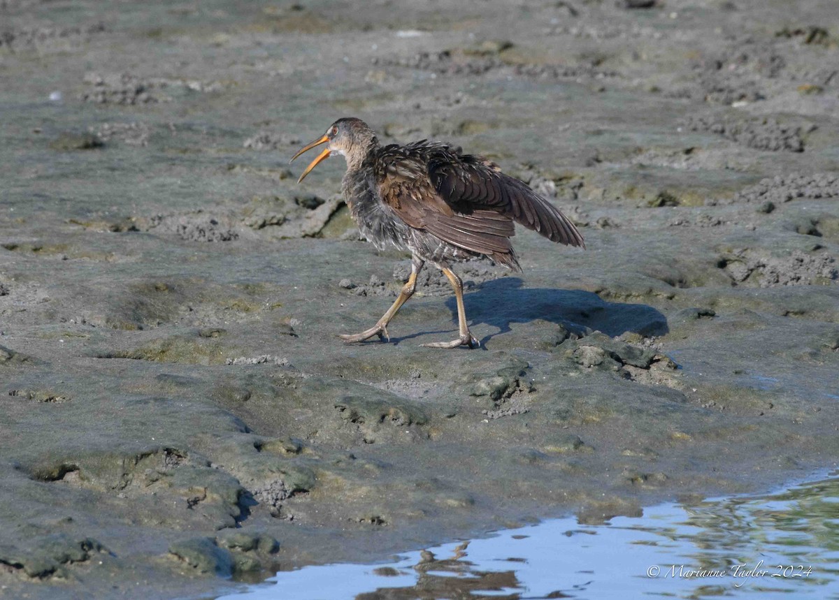 Clapper Rail - ML620313905