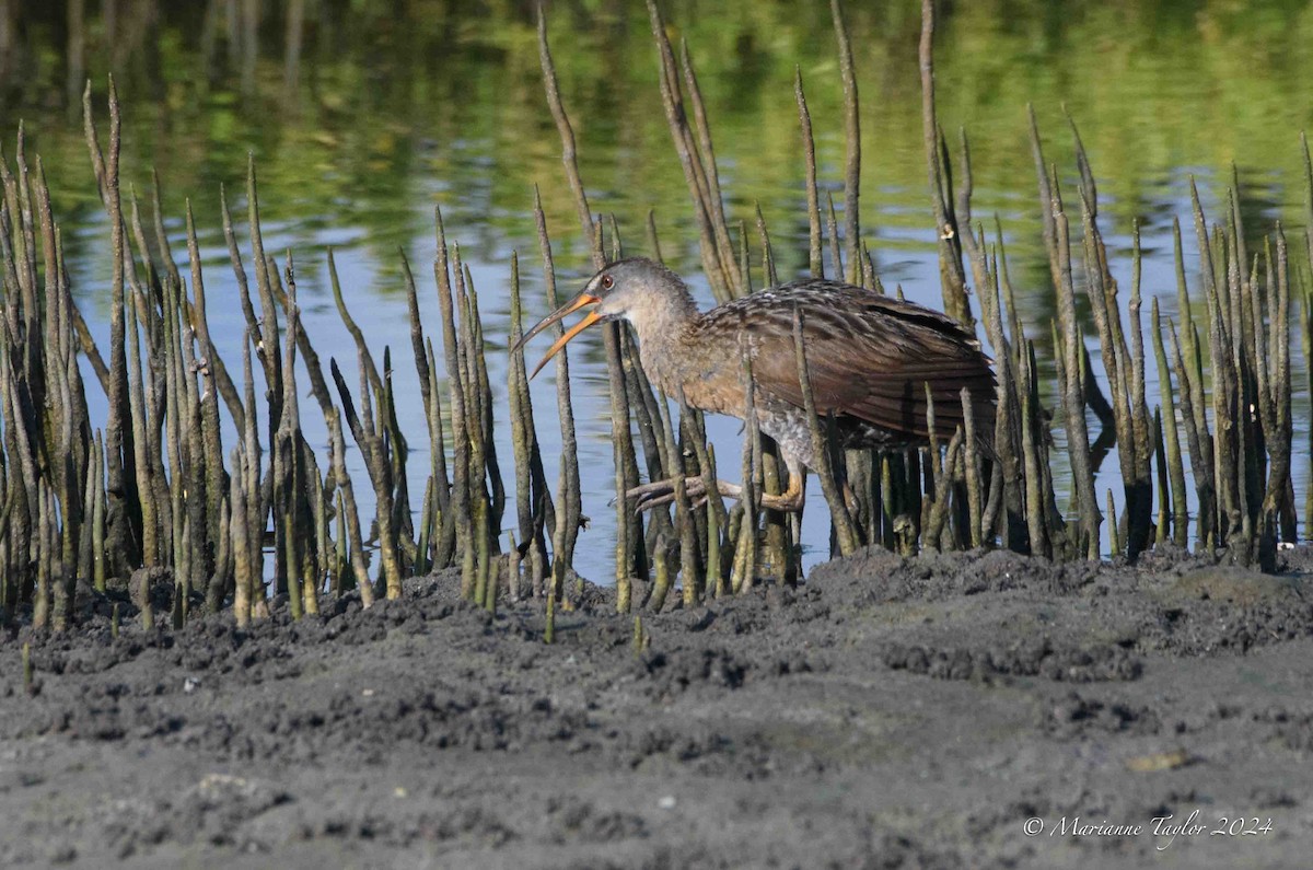 Clapper Rail - ML620313906