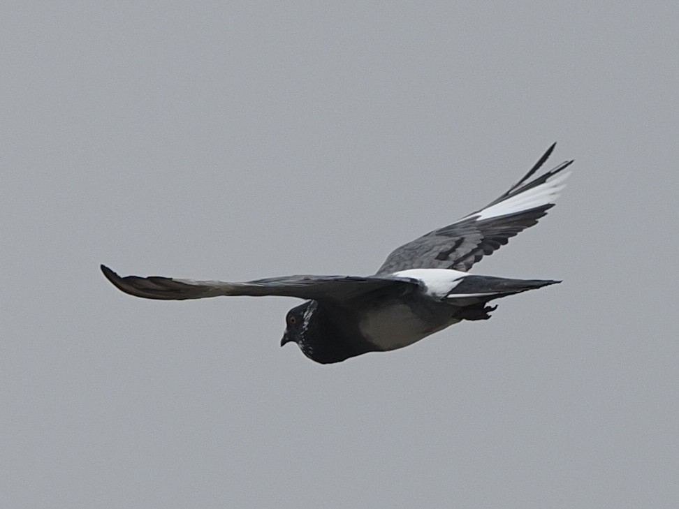 Rock Pigeon (Feral Pigeon) - ML620313915