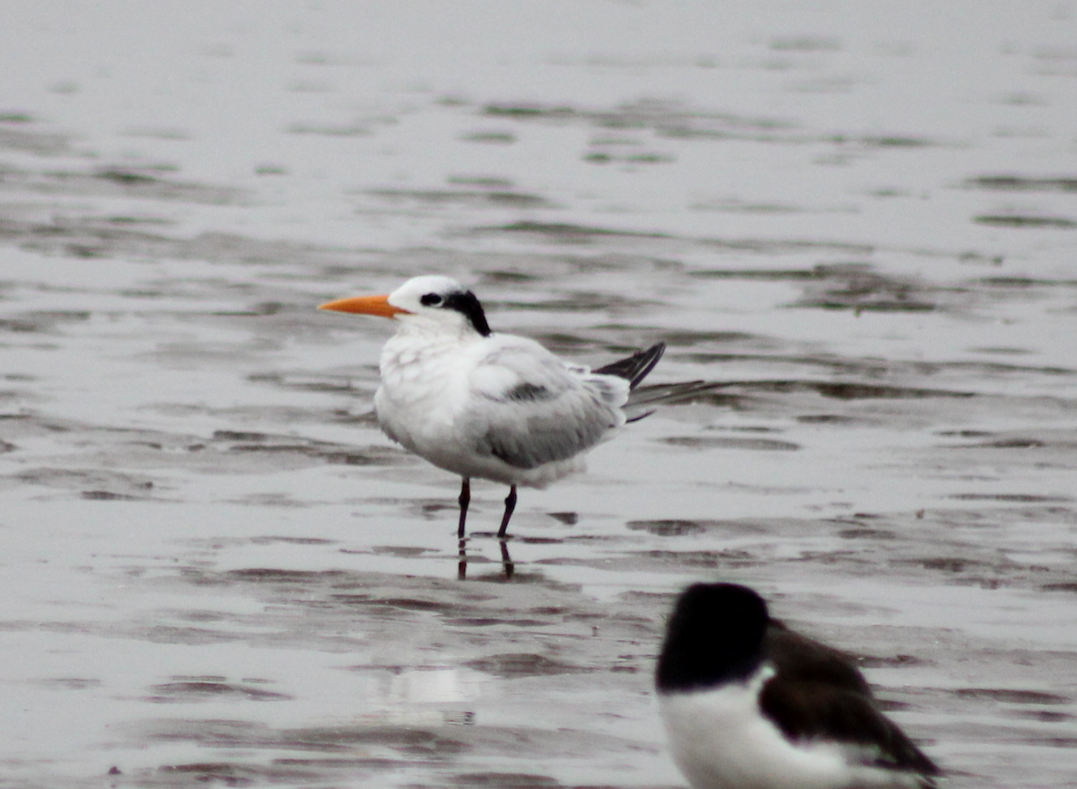 Royal Tern - ML620313916