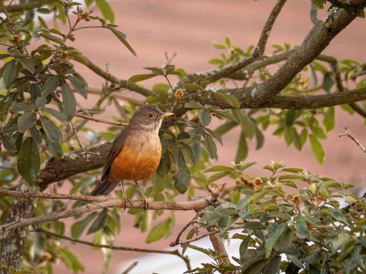 Rufous-bellied Thrush - Vitor Rolf Laubé