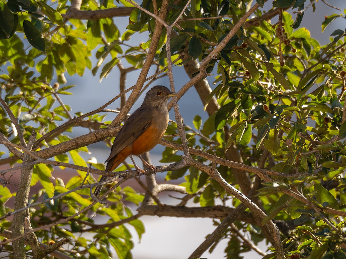 Rufous-bellied Thrush - ML620313918