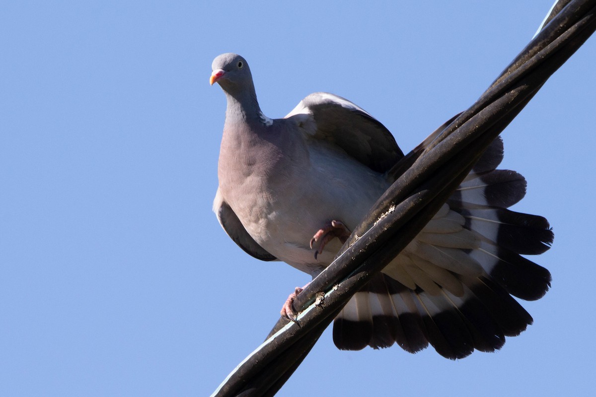 Common Wood-Pigeon - ML620313919