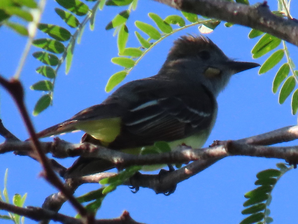 Great Crested Flycatcher - ML620313920