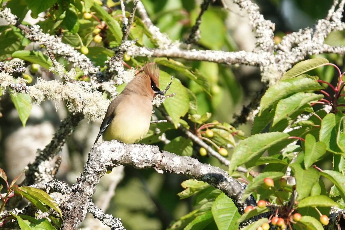 Cedar Waxwing - ML620313921