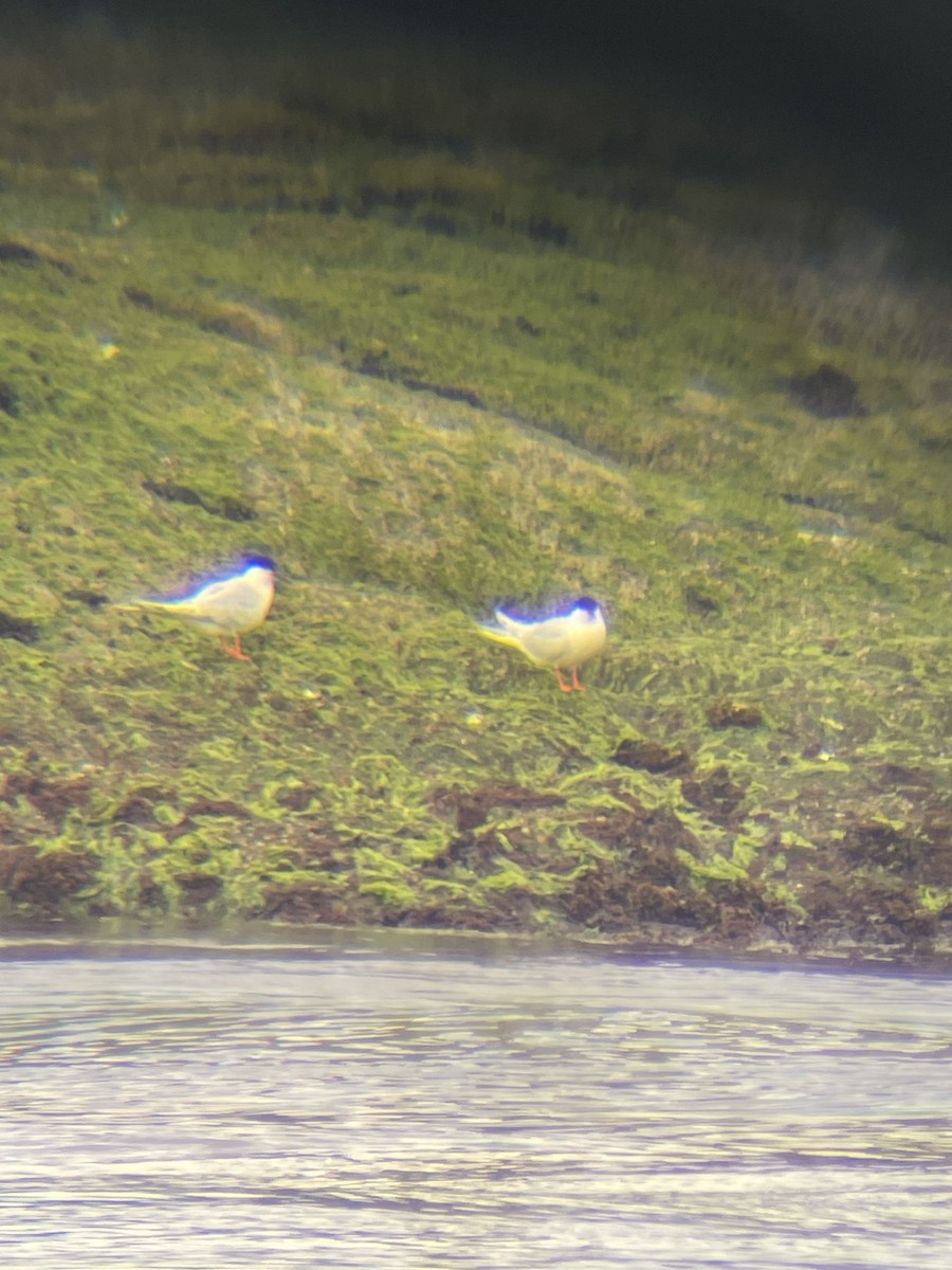 Roseate Tern - ML620313923