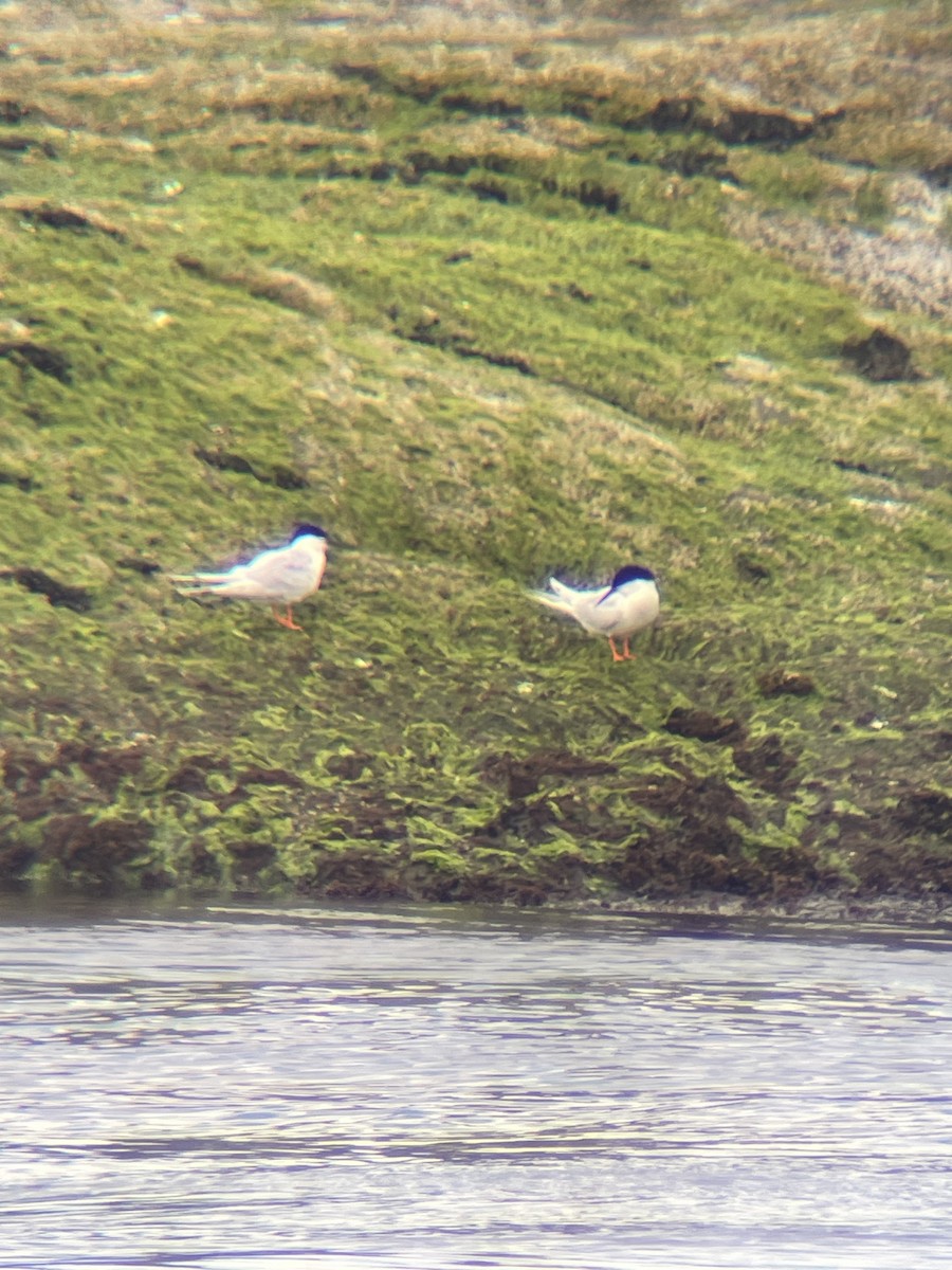 Roseate Tern - ML620313926