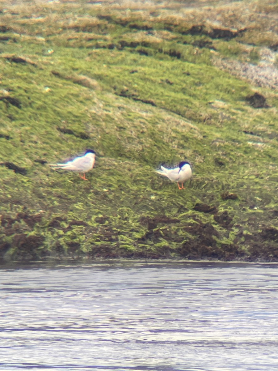 Roseate Tern - ML620313927