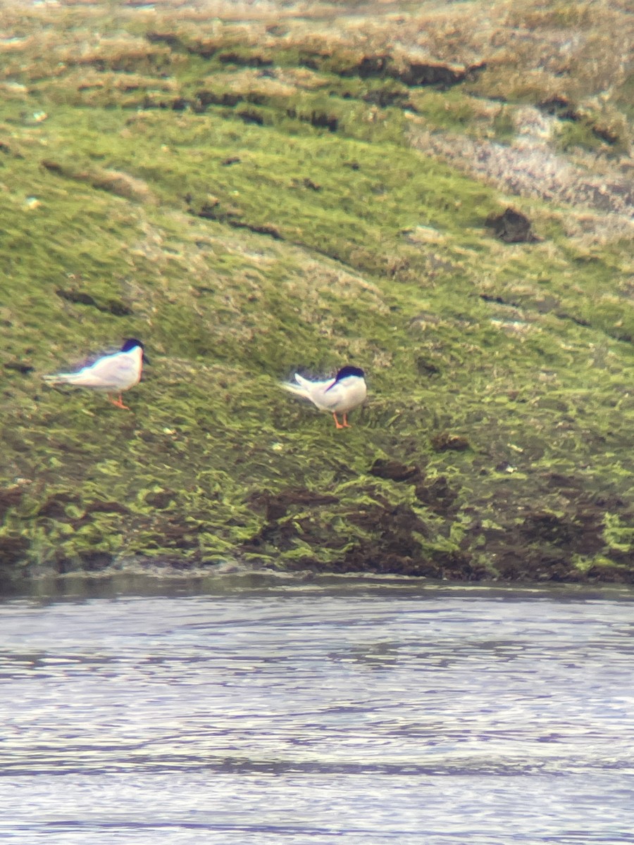 Roseate Tern - ML620313928