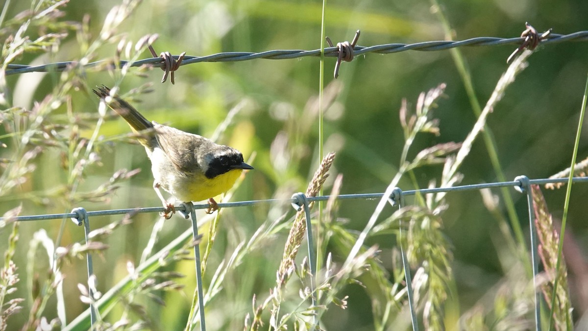 Common Yellowthroat - ML620313931