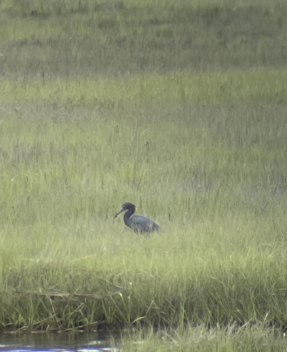 Little Blue Heron - ML620313935