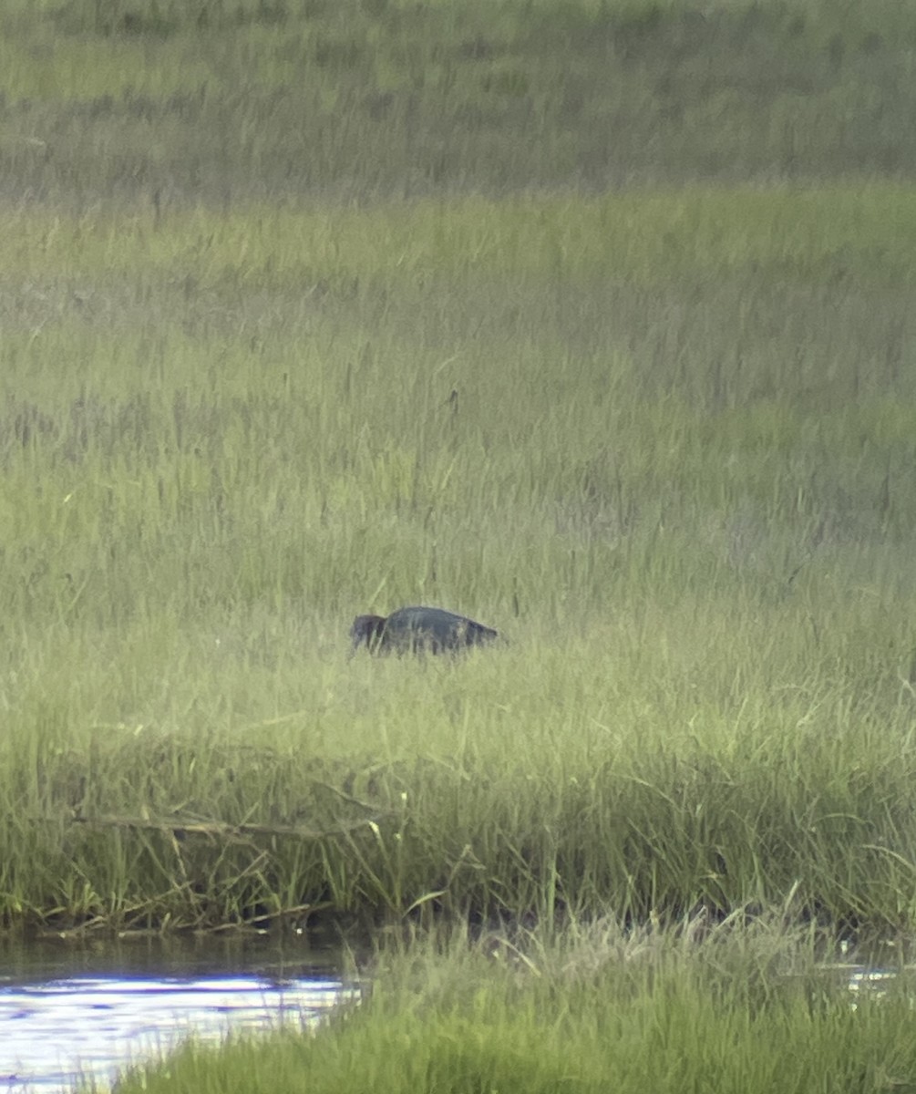 Little Blue Heron - ML620313936