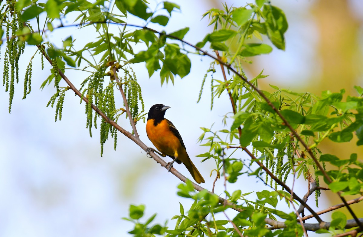 Baltimore Oriole - ML620313937