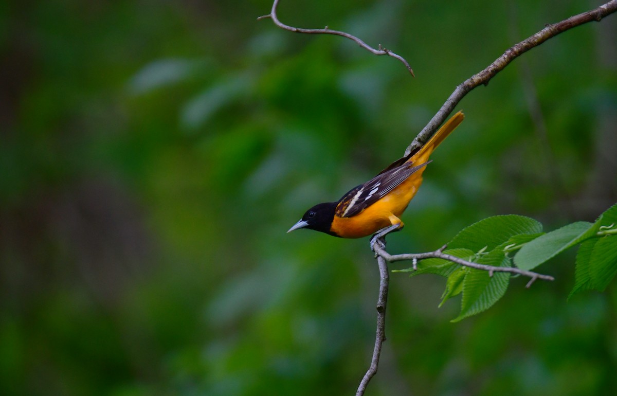 Baltimore Oriole - ML620313938