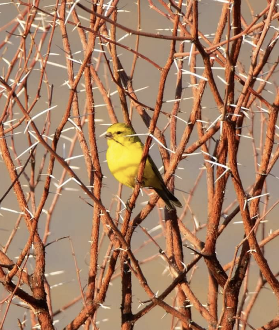 Yellow Canary - sheila rowe