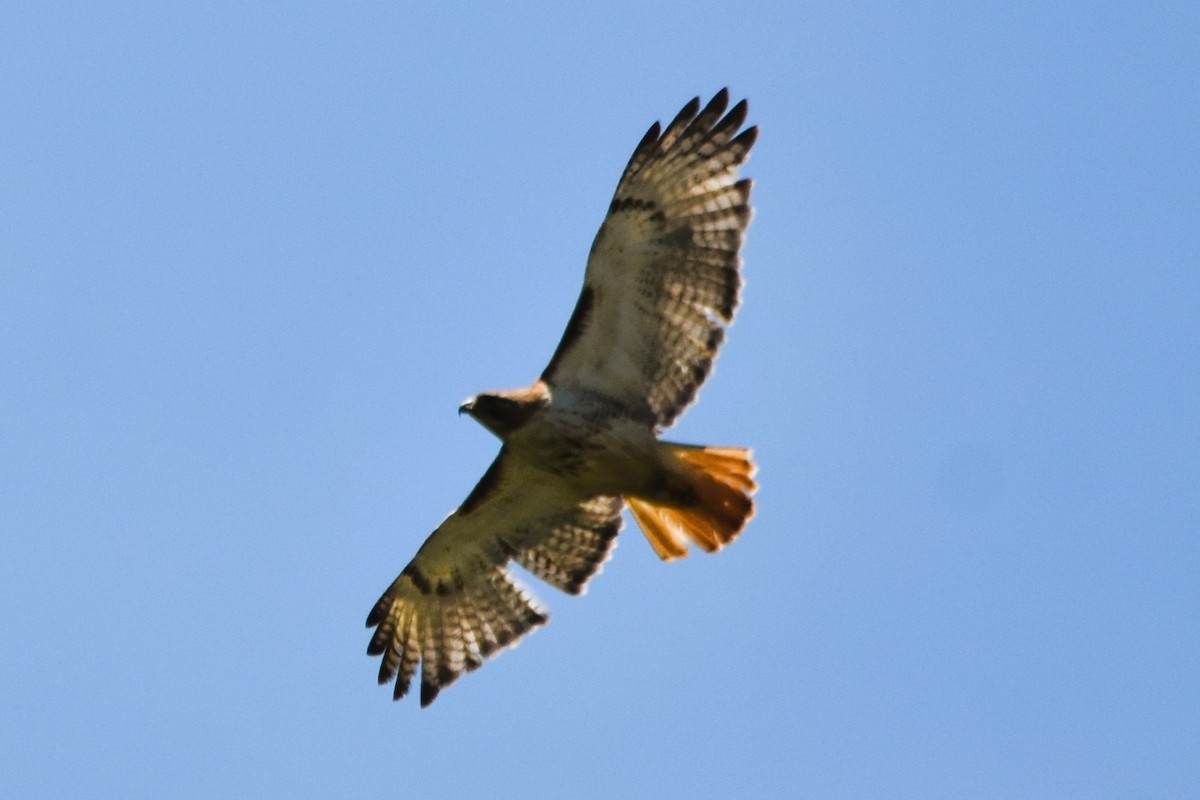 Red-tailed Hawk (borealis) - ML620313956