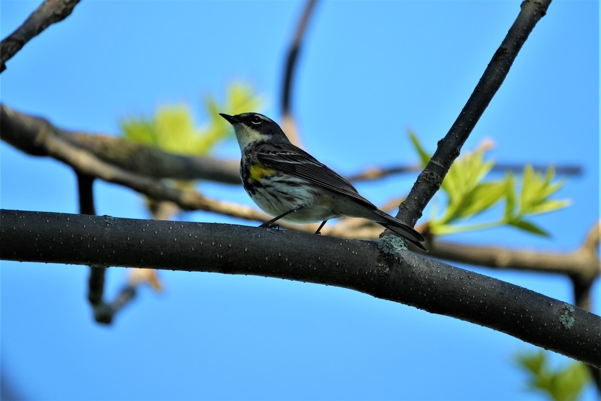 Yellow-rumped Warbler - ML620313961