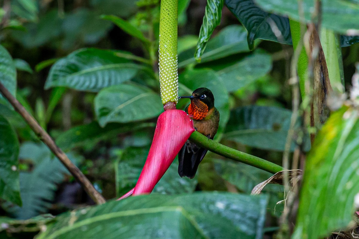 Colibrí de Marte - ML620313965