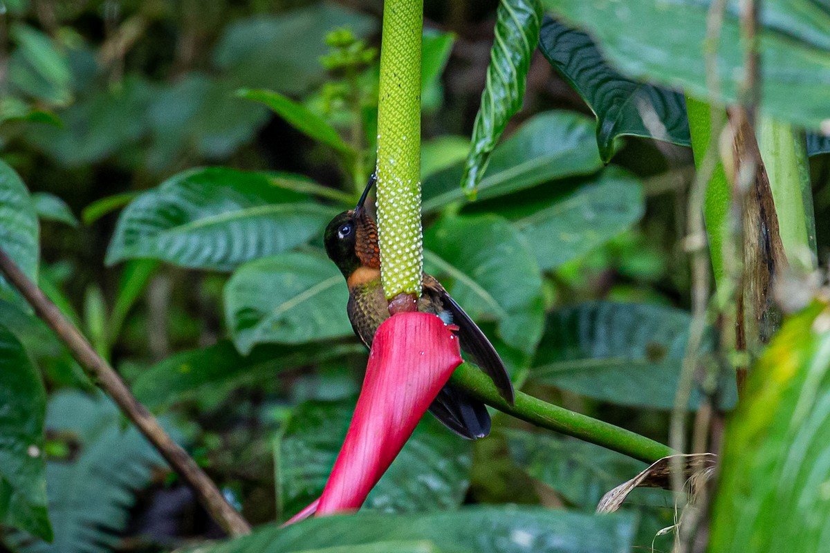 Colibrí de Marte - ML620313967