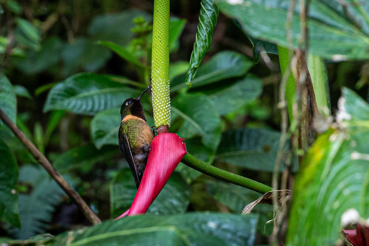 Colibrí de Marte - ML620313969